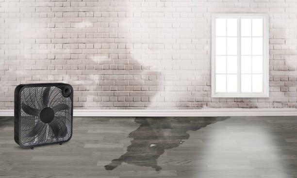 Best Mold removal after water damage  in Walkersville, MD